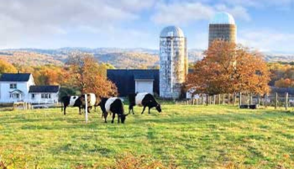 view of farm cows in foreground
