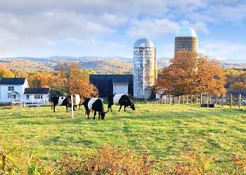view of farm cows in foreground