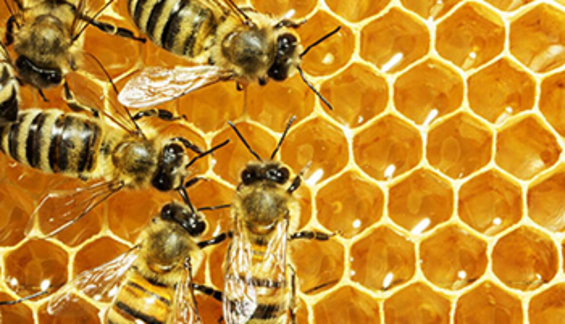 SE_HoneyBees2
