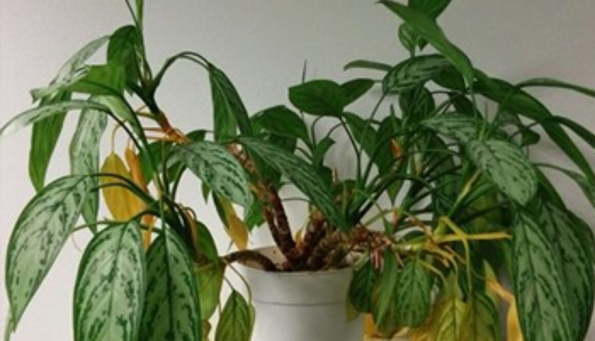 house plant