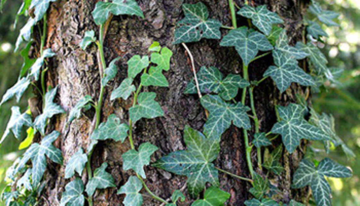 invasive vine climbing up tree