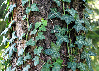 SE_Invasive invasive vine climbing up tree