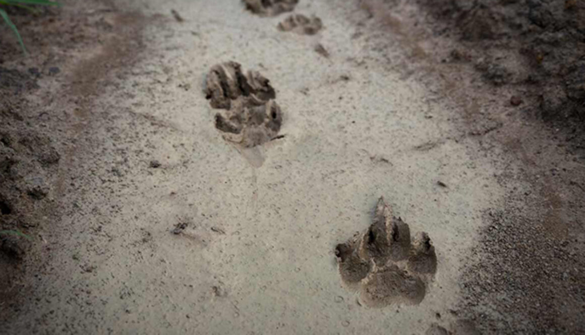 animal tracks in snow