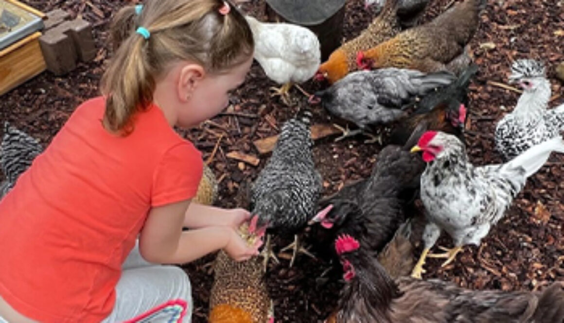 young girl feeding chickens