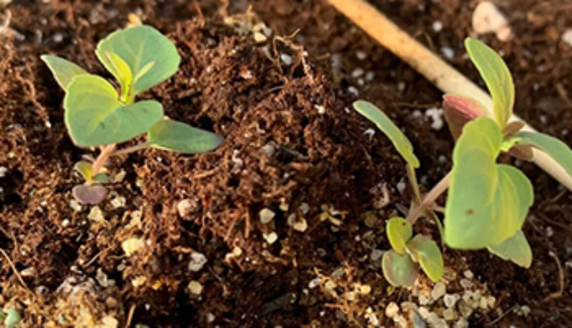 SE_NativePlants