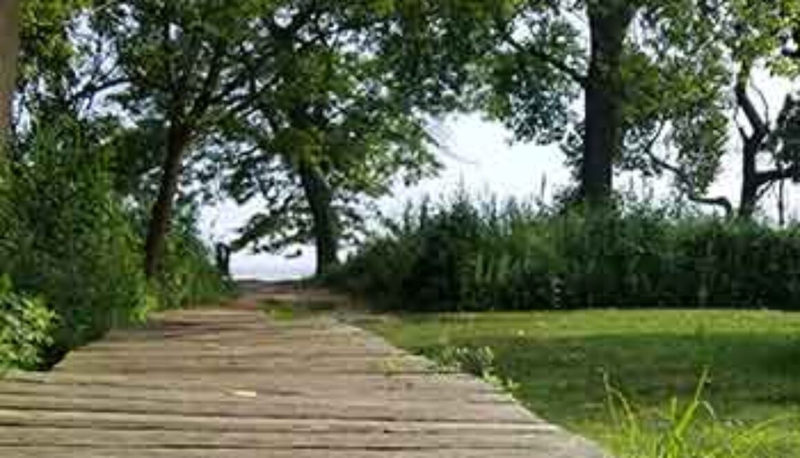 wooden pathway in park