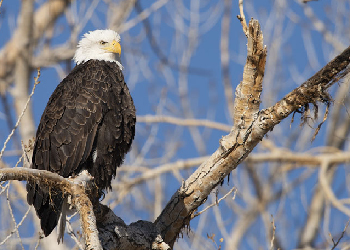 SE_SnowEagle American Bald Eagle perched on a branch