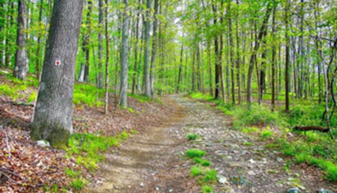 scenic path in woods