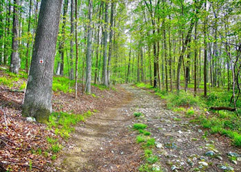 SE_Ward-Pound-Ridge scenic path in woods