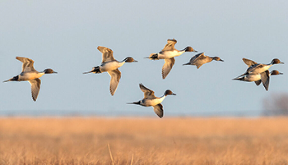 migrating birds flying over marsh