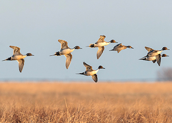 migrating birds flying over marsh