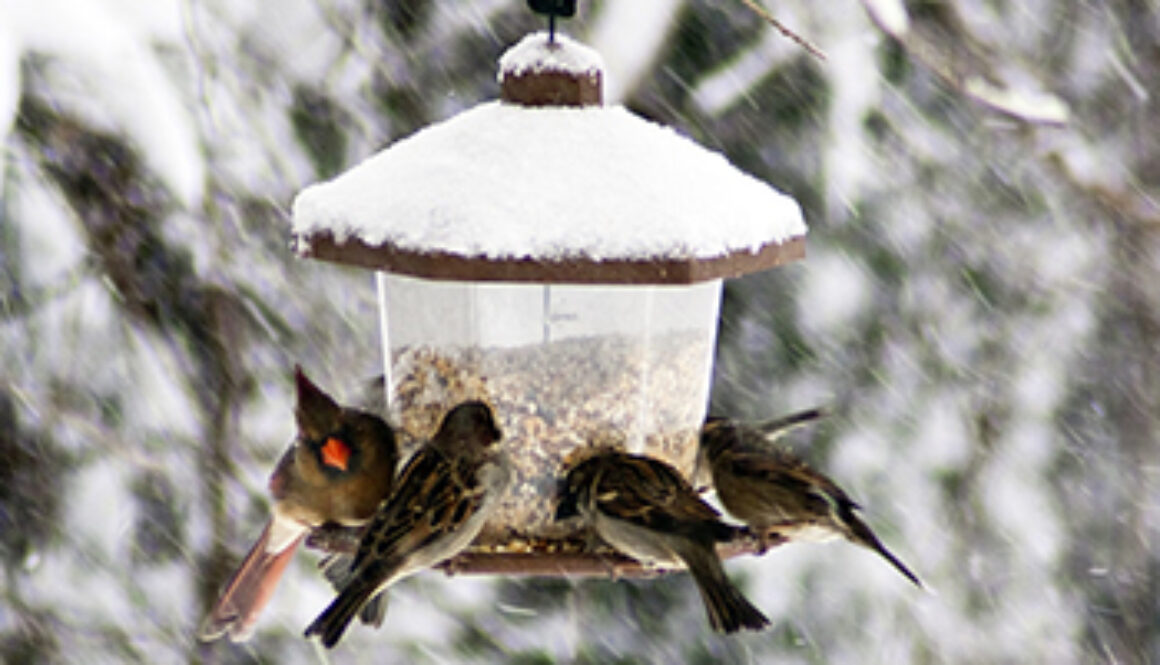 bird feeder with a number of birds eating seeds in winter