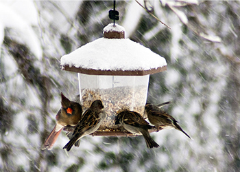 bird feeder with a number of birds eating seeds in winter