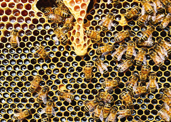 SE_beehive bees with closeup of hive and dripping honey