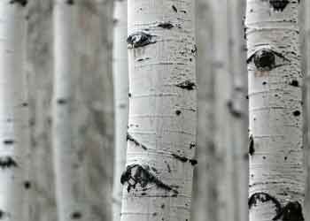 closeup of white birch tree trunks