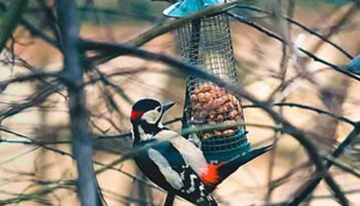 SE_birdingmore
