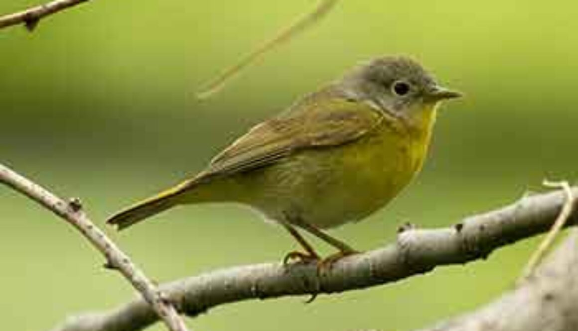 sparrow perched on branch