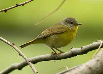 sparrow perched on branch