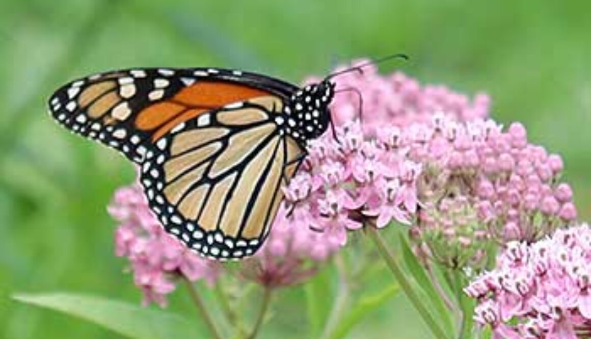 SE_butterfly