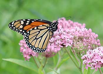 SE_butterfly