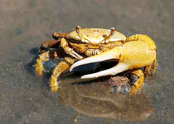 crab with big claw