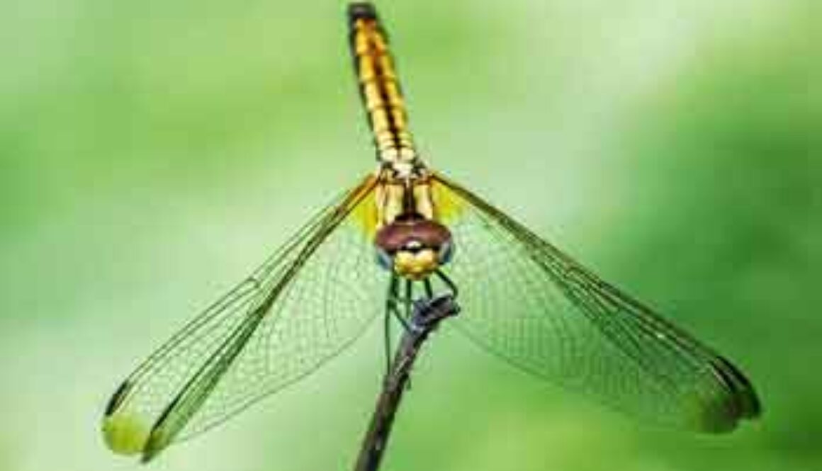 SE_dragonfly