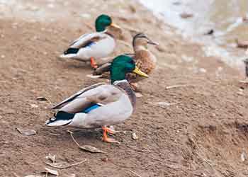 ducks on the shore looking toward water