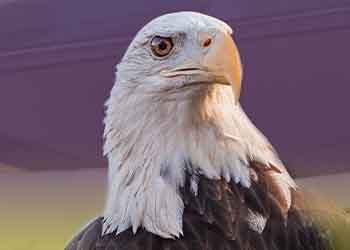 american bald eagle head shot