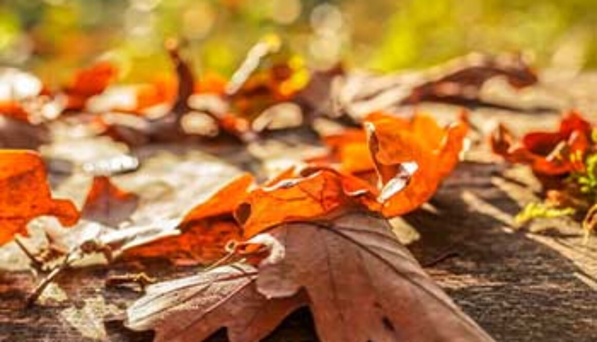 SE_fallleaves