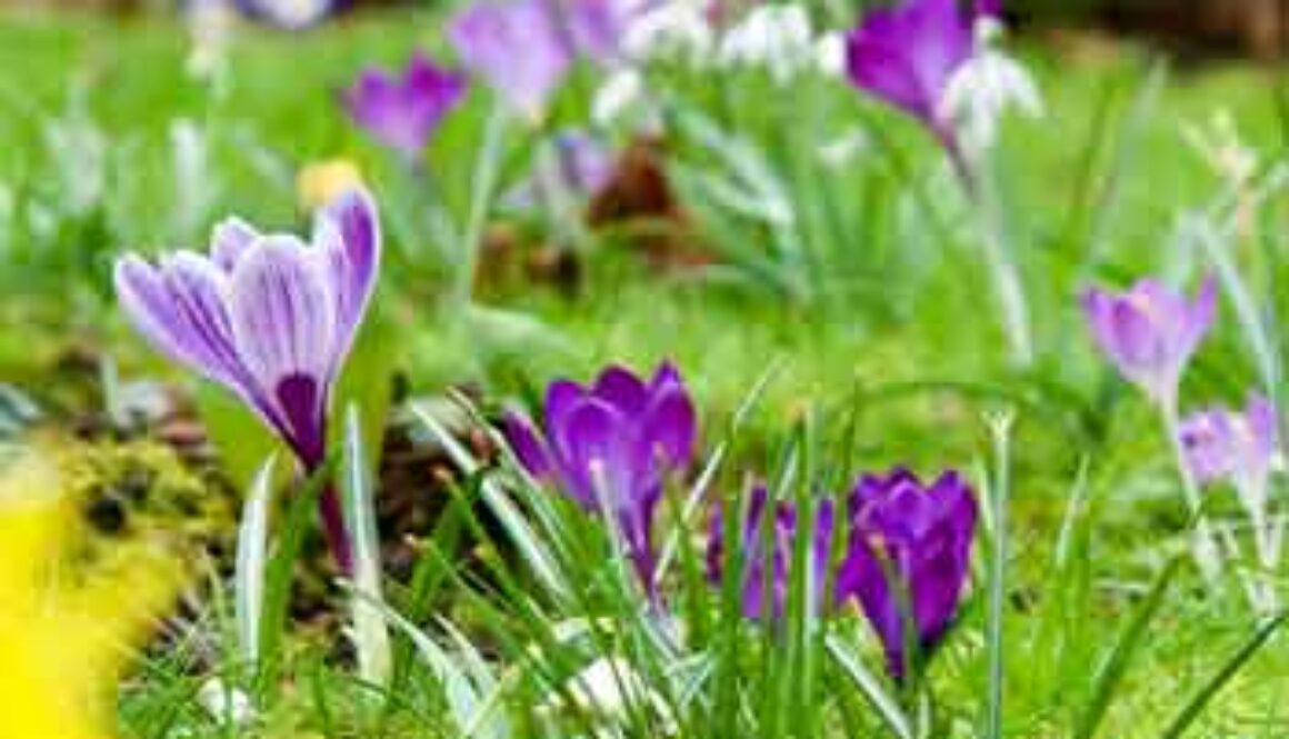 crocus flowers blooming in grass