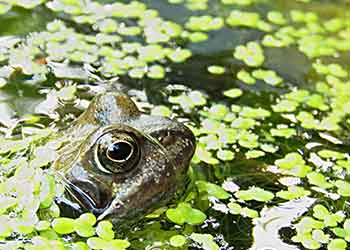 green frog peeking head out of pond water with small green leaves