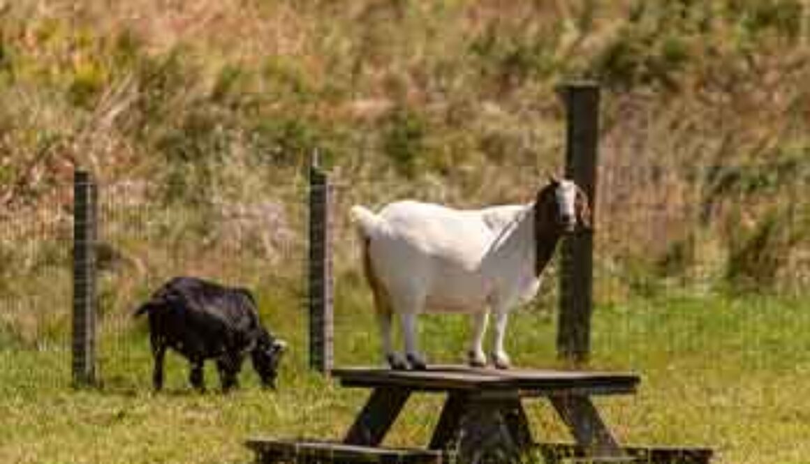 white and black goat standing on picnic table