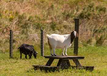 white and black goat standing on picnic table