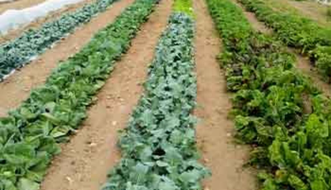SE_hilltopfarmcrops