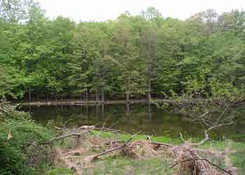 forest surrounding hilltop hanover farm