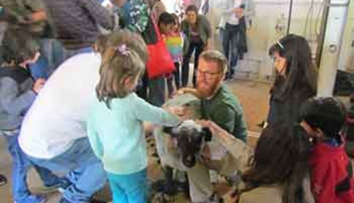 SE_muscoot_sheepshearing