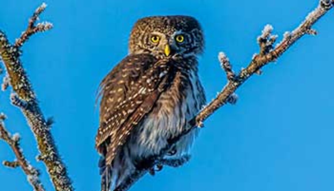 owl perched on branch