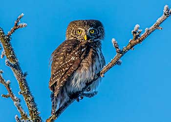 owl perched on branch