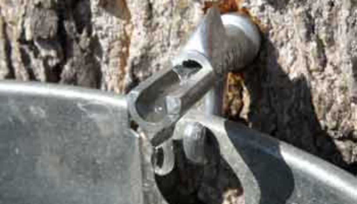 spiel dripping sap into bucket close up