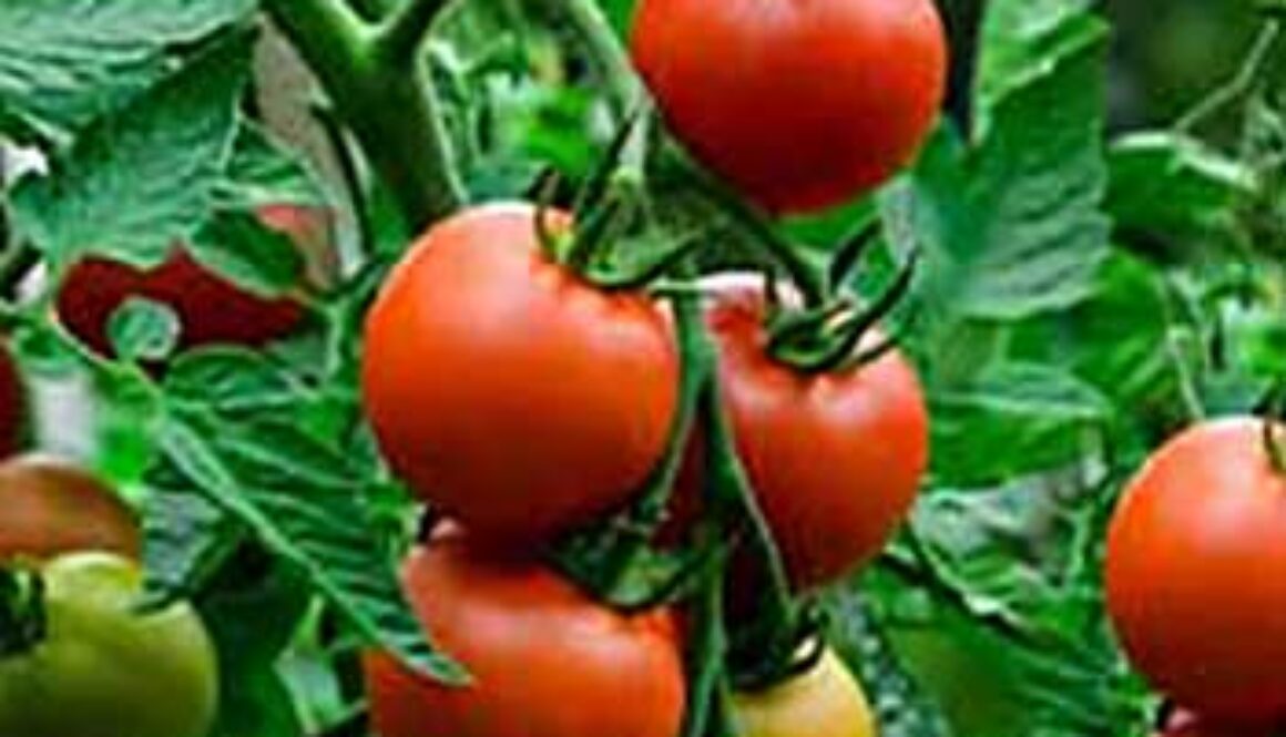SE_tomatoes