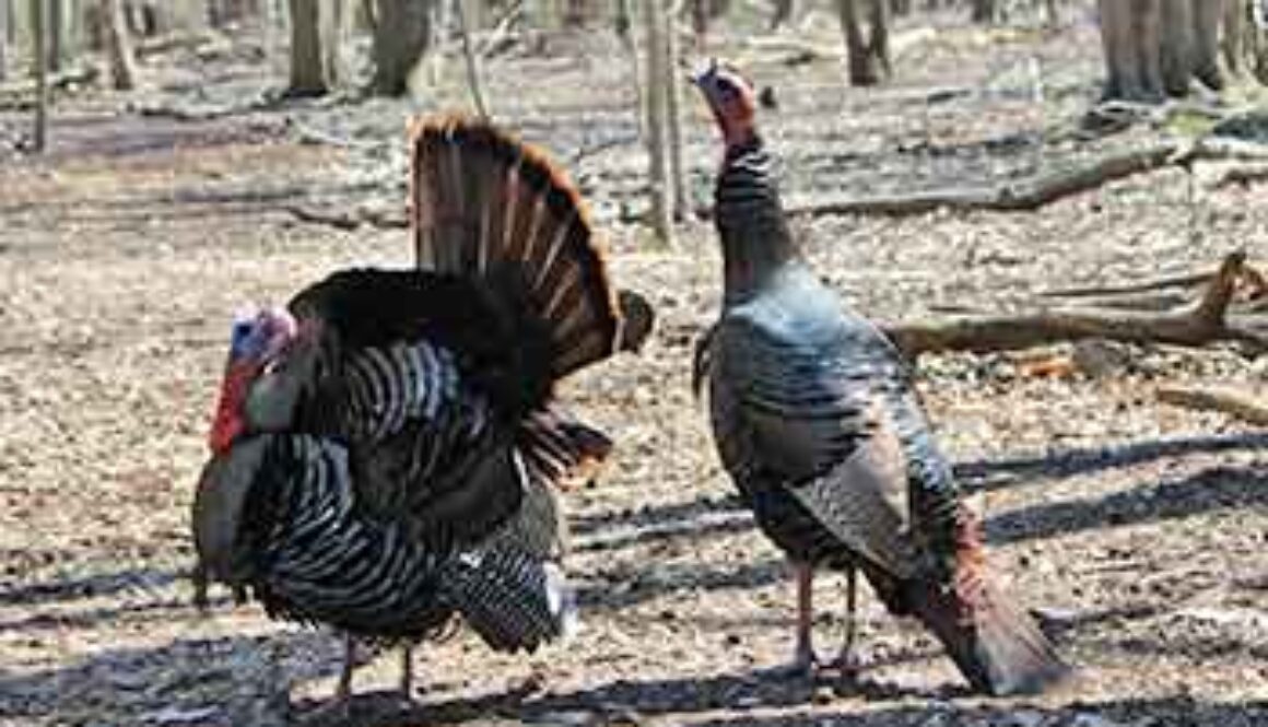 SE_turkeys