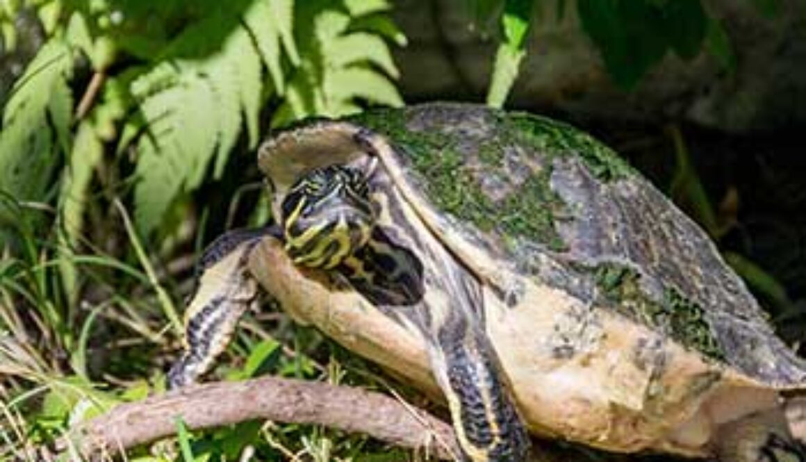 SE_turtle