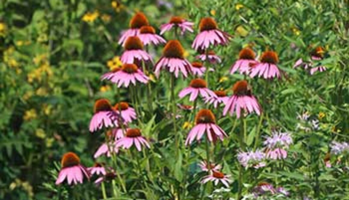 purple wild flowers in meadow
