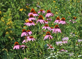 purple wild flowers in meadow