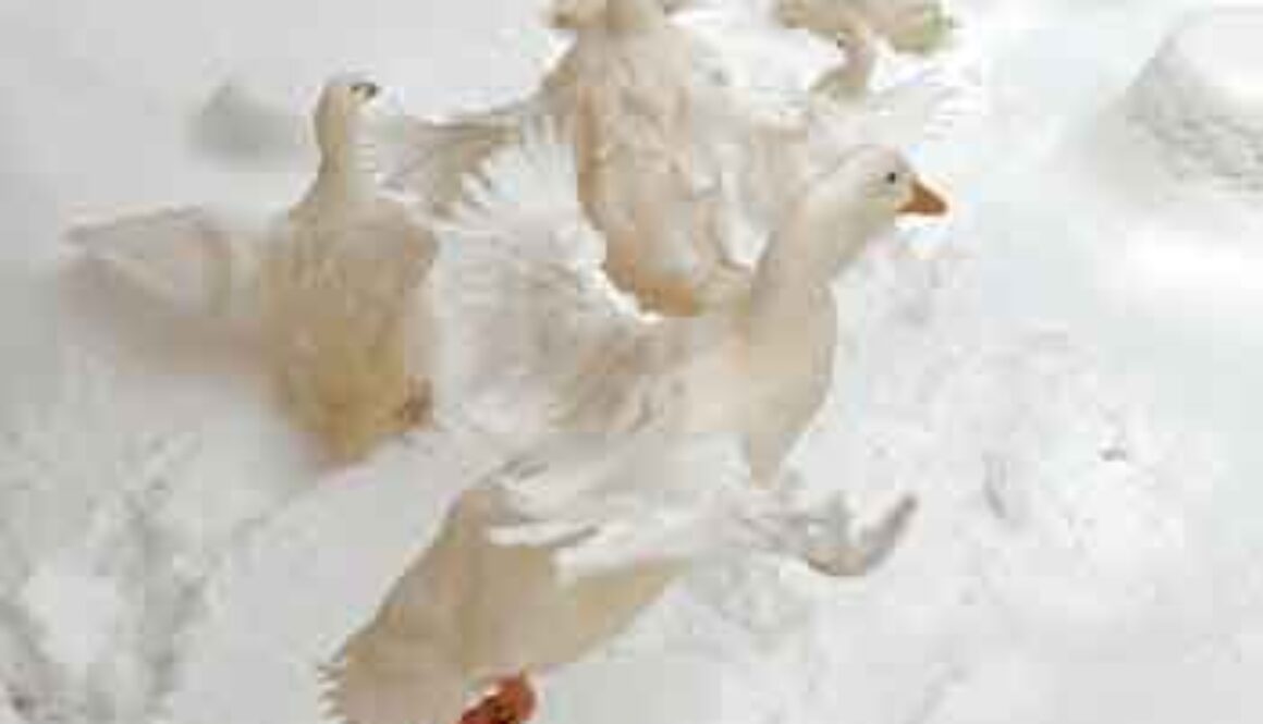 white ducks walking in snow