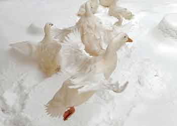 white ducks walking in snow