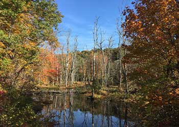 scenic view of trees and pond in late autumn