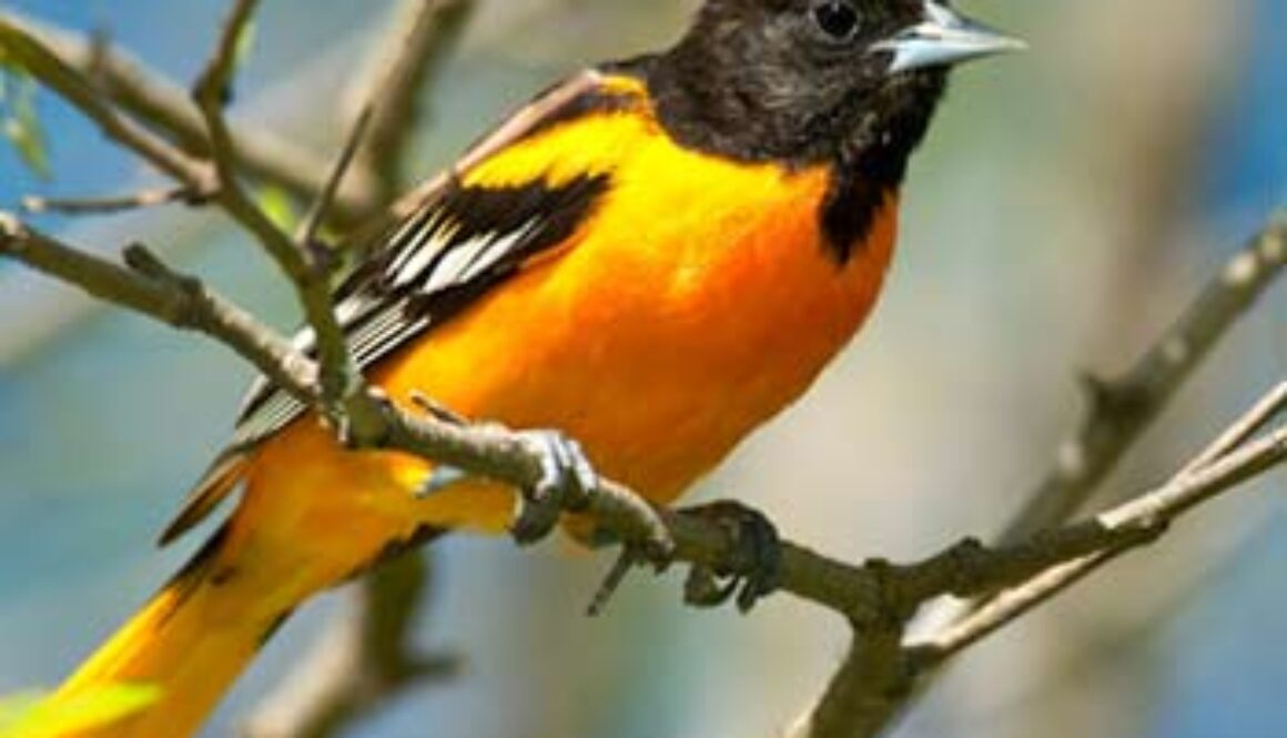 yellow and black bird perched on branch