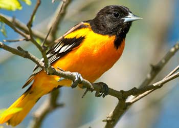yellow and black bird perched on branch