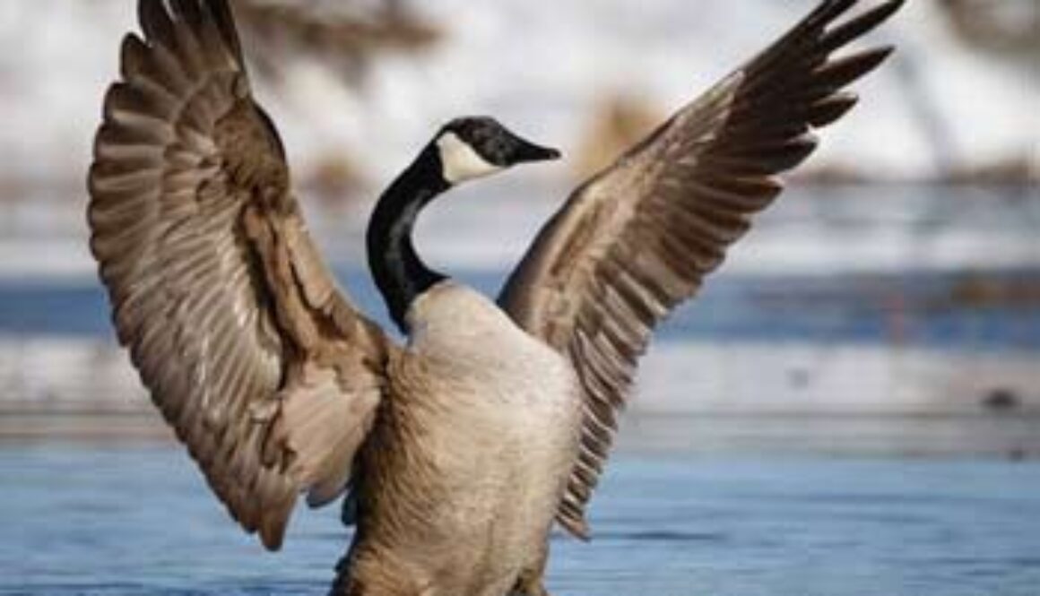 Canadian goose flapping wings on water